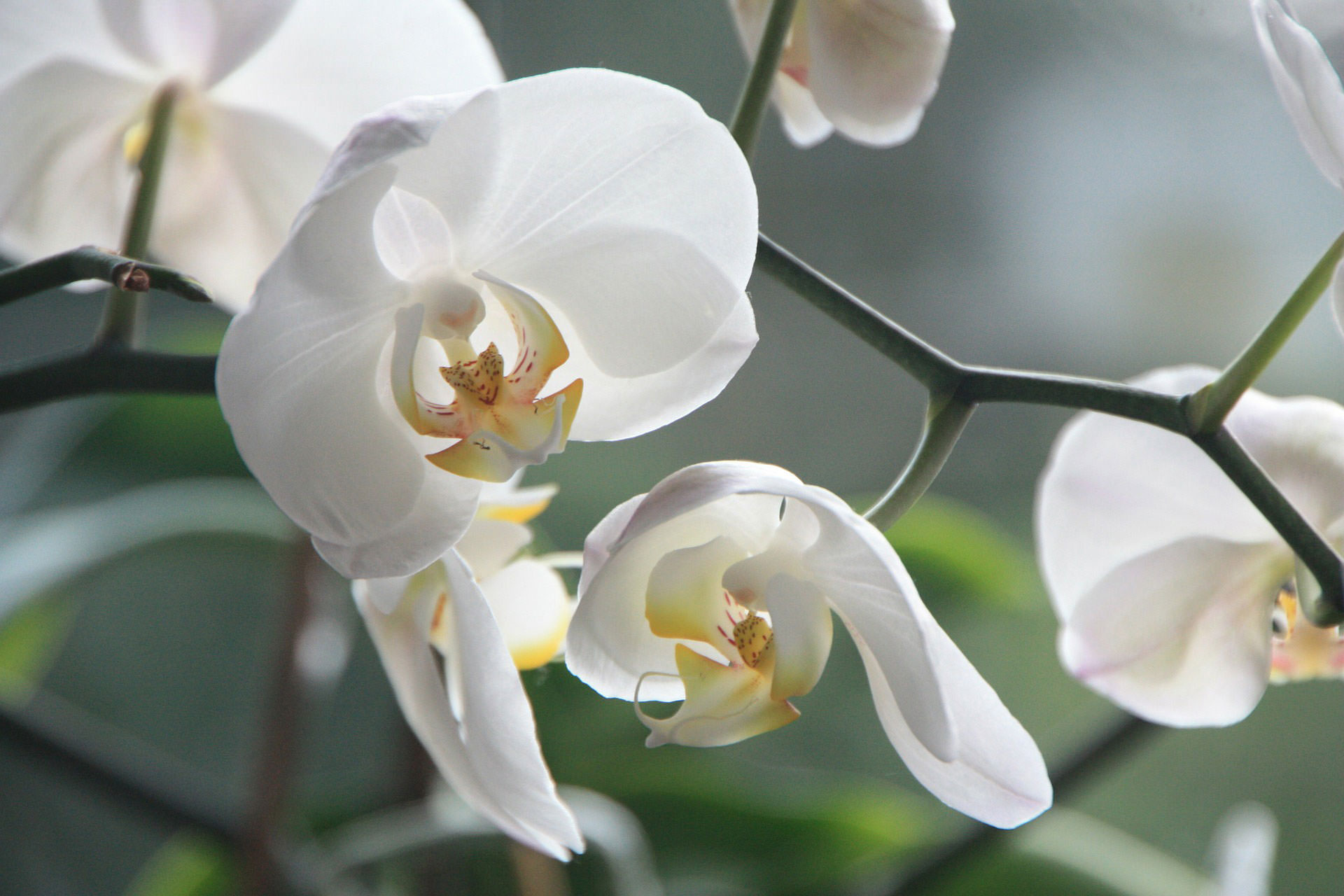 orchid